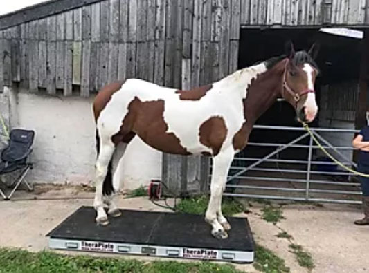 Bone Chips in the Fetlocks