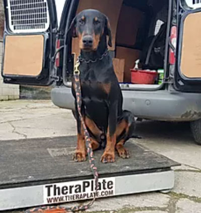 Canine TheraPlate