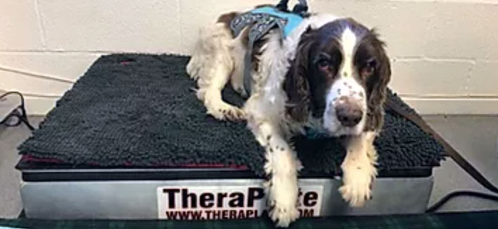 Canine TheraPlate