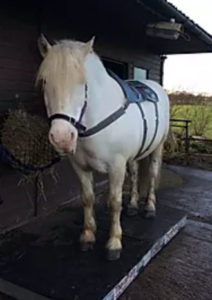 Foot Sore and Cold Lower Limbs in Horses