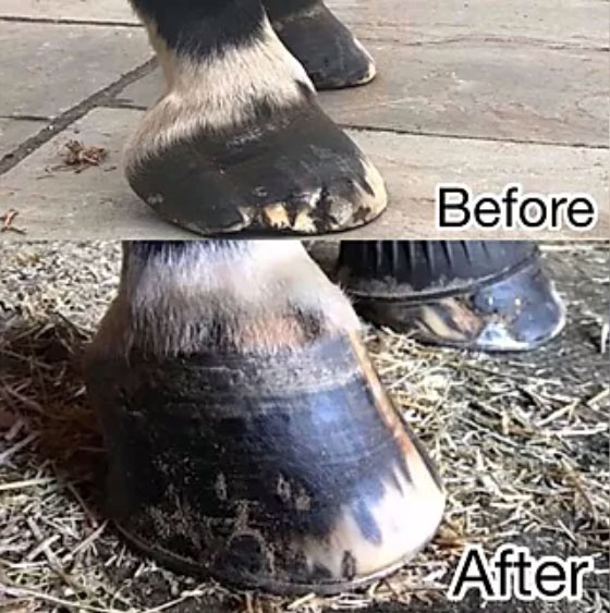 Hoof Growth