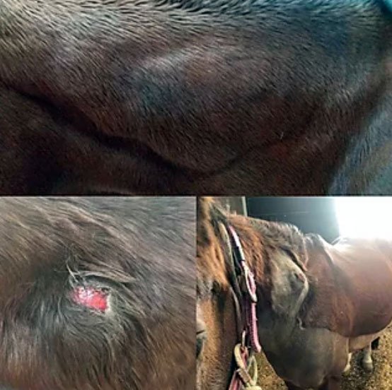 Large Abscess on Horse's Neck