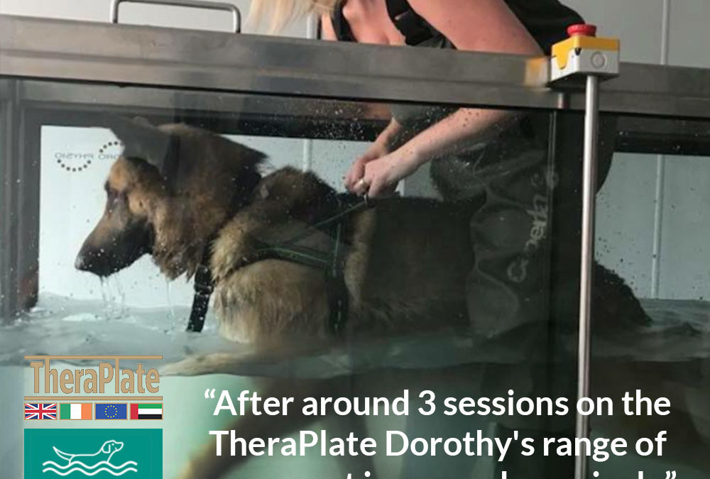 Buxton K9 Hydrotherapy’s TheraPlate Joy