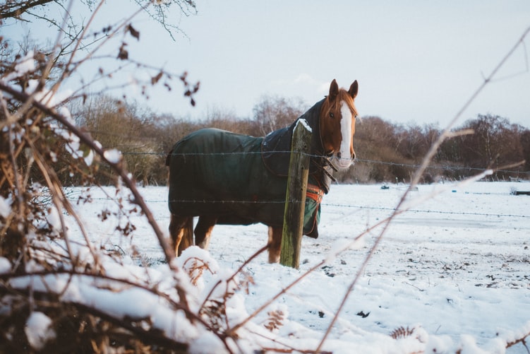 Winter is coming… here are 4 ways for horse owners to prepare